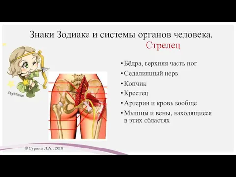 Знаки Зодиака и системы органов человека. Стрелец Бёдра, верхняя часть