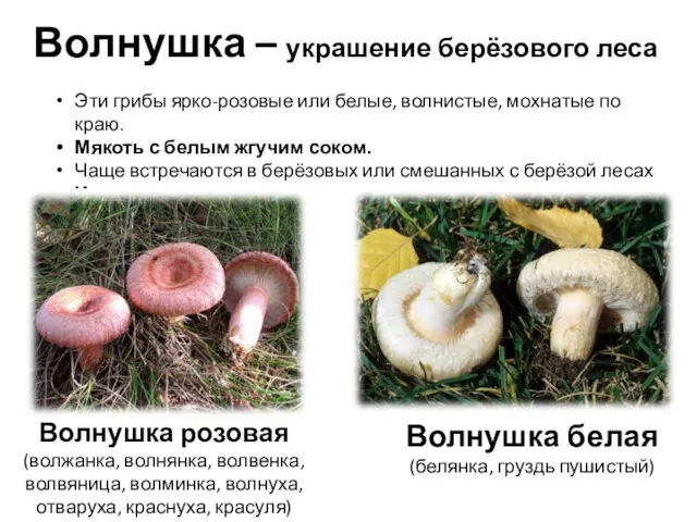 Волнушка – украшение берёзового леса Эти грибы ярко-розовые или белые, волнистые, мохнатые по