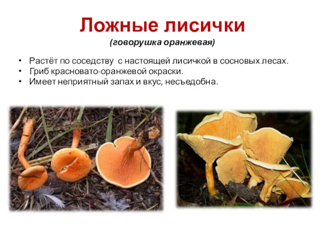 Ложные лисички (говорушка оранжевая) Растёт по соседству с настоящей лисичкой в сосновых лесах.