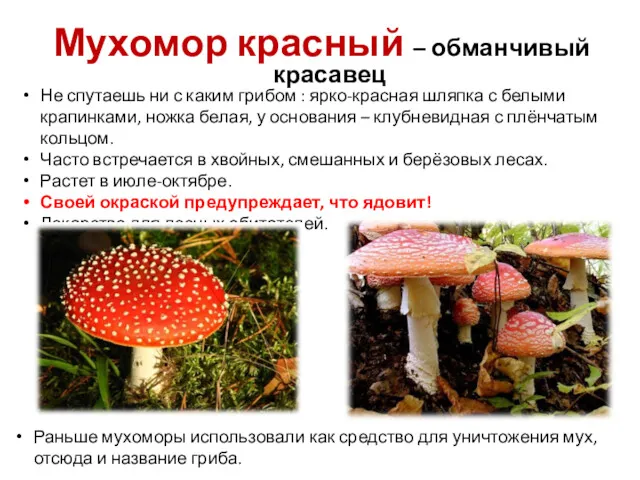 Мухомор красный – обманчивый красавец Не спутаешь ни с каким грибом : ярко-красная