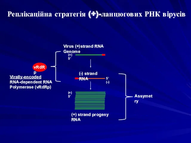 Virus (+)strand RNA Genome (+) 5’ Реплікаційна стратегія (+)-ланцюгових РНК вірусів