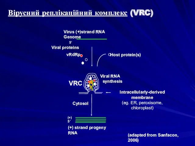 Virus (+)strand RNA Genome Viral proteins 5’ (adapted from Sanfacon,