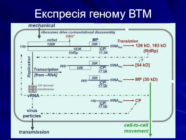 Експресія геному ВТМ