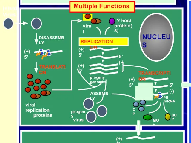 NUCLEUS (+)std Virus Multiple Functions