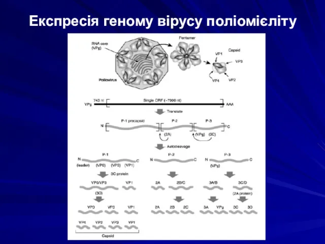 Експресія геному вірусу поліомієліту