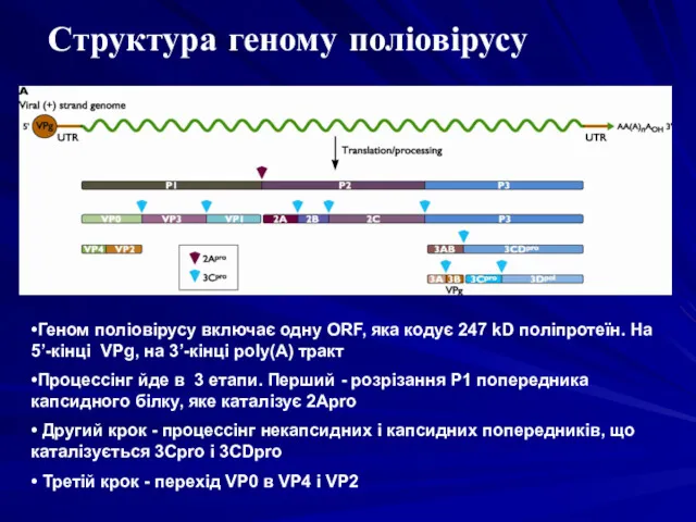 Структура геному поліовірусу •Геном поліовірусу включає одну ORF, яка кодує