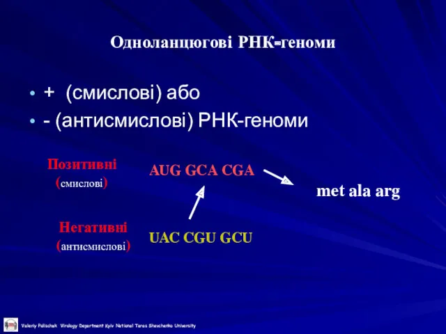 Одноланцюгові РНК-геноми AUG GCA CGA UAC CGU GCU met ala