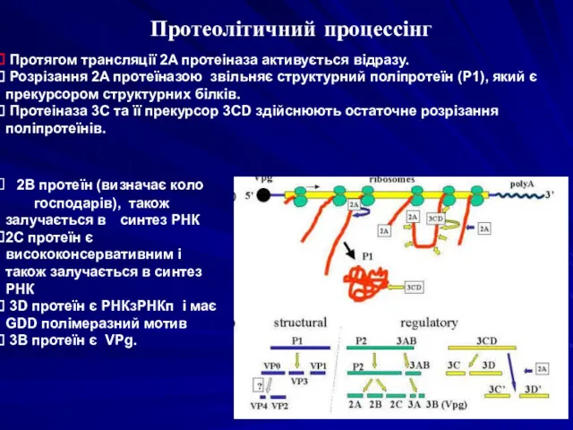 Протеолітичний процессінг