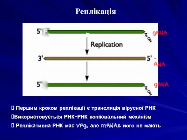 Першим кроком реплікації є трансляція вірусної РНК Використовується РНК-РНК копіювальний