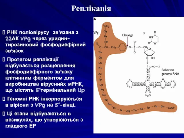РНК поліовірусу зв'язана з 22АК VPg через уридин-тирозиновий фосфодиефірний зв'язок