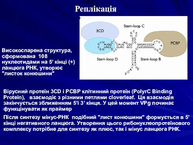 Високоспарена структура, сформована 108 нуклеотидами на 5’ кінці (+) ланцюга