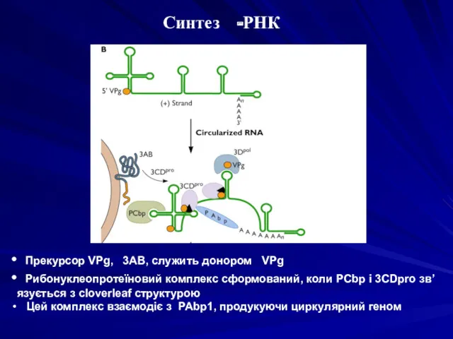 Синтез -РНК Прекурсор VPg, 3AB, служить донором VPg Рибонуклеопротеїновий комплекс