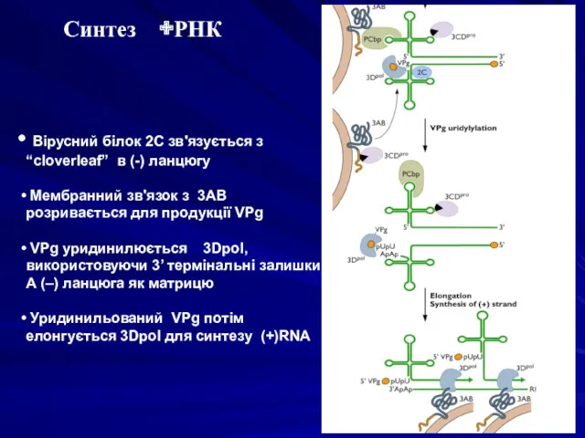 Вірусний білок 2C зв'язується з “cloverleaf” в (-) ланцюгу Мембранний