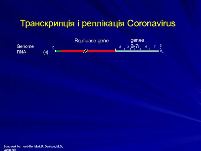 7 5' Genome RNA 3' 2 3 4 5 6