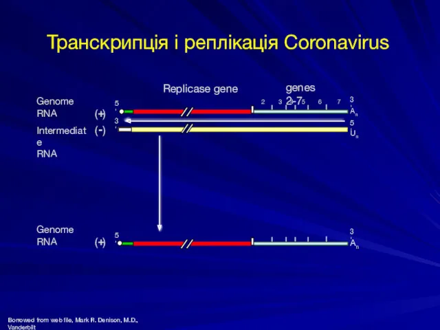 7 5' 3' Genome RNA 3' 2 3 4 5