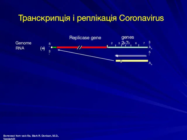 7 5' 3' Genome RNA 3' 2 3 4 5