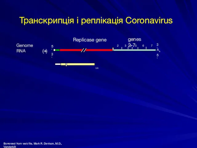 7 5' 3' Genome RNA 3' 2 3 4 5