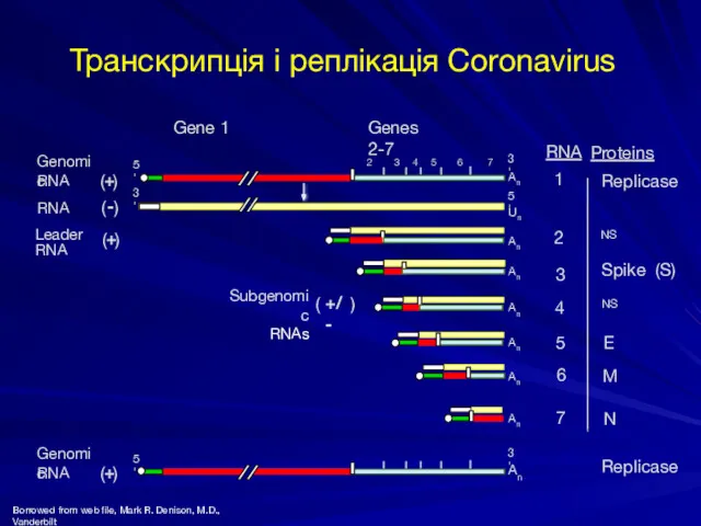 Транскрипція і реплікація Coronavirus 7 RNA 5' 3' Genomic RNA