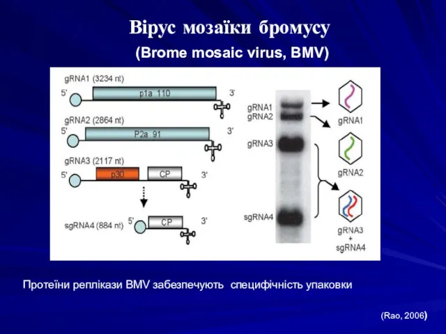 Вірус мозаїки бромусу (Brome mosaic virus, BMV) (Rao, 2006) Протеїни реплікази BMV забезпечують специфічність упаковки