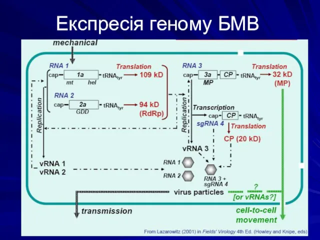 Експресія геному БМВ
