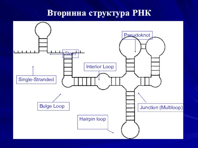 Вторинна структура РНК Hairpin loop Junction (Multiloop) Bulge Loop Single-Stranded Interior Loop Stem Image– Wuchty Pseudoknot