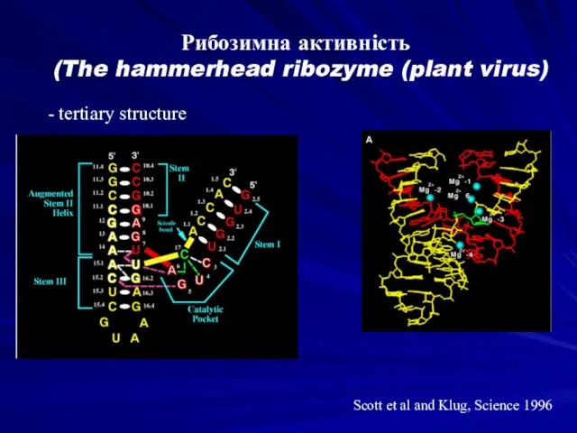 Рибозимна активність (The hammerhead ribozyme (plant virus) - tertiary structure