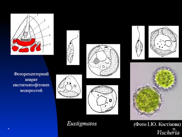 * Фоторецепторний апарат евстигматофітових водоростей Vischeria Eustigmatos (Фото І.Ю. Костікова)