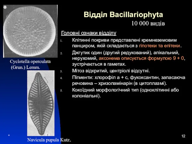 * Відділ Bacillariophyta Головні ознаки відділу Клітинні покриви представлені кремнеземовим панциром, якій складається