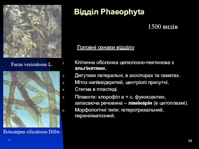 * Відділ Phaeophyta Головні ознаки відділу Клітинна оболонка целюлозно-пектинова з