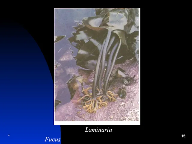 * Laminaria Fucus