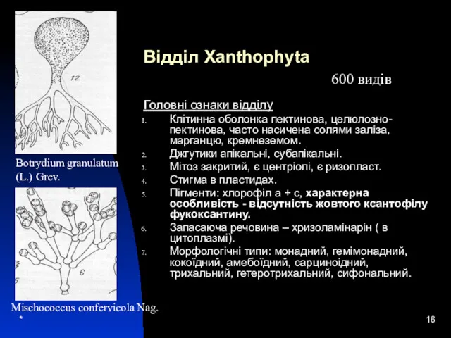 * Відділ Xanthophyta Головні ознаки відділу Клітинна оболонка пектинова, целюлозно-пектинова, часто насичена солями