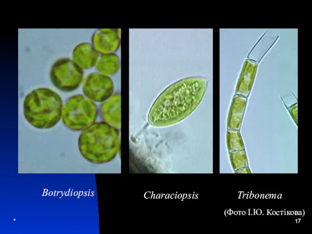 * Botrydiopsis Characiopsis Tribonema (Фото І.Ю. Костікова)
