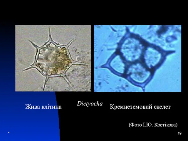 * Dictyocha Кремнеземовий скелет Жива клітина (Фото І.Ю. Костікова)