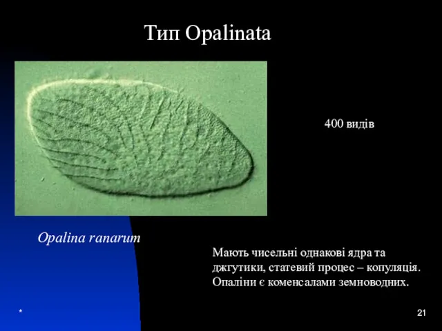* Opalina ranarum Мають чисельні однакові ядра та джгутики, статевий процес – копуляція.