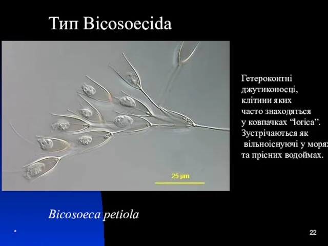 * Bicosoeca petiola Тип Bicosoecida Гетероконтні джутиконосці, клітини яких часто