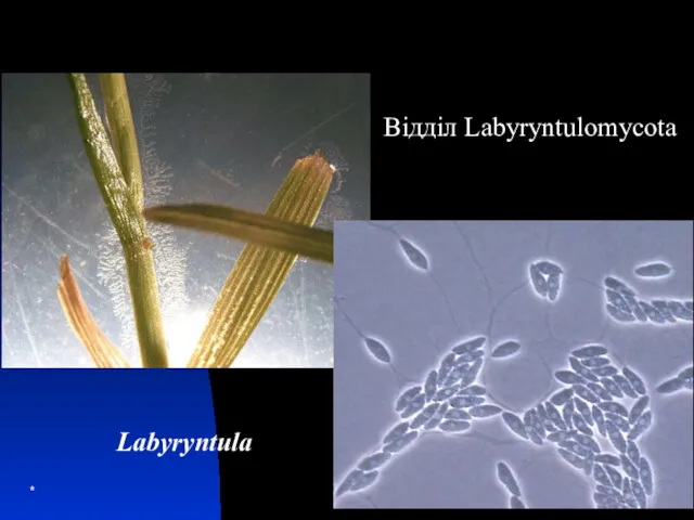 * Labyryntula Відділ Labyryntulomycota