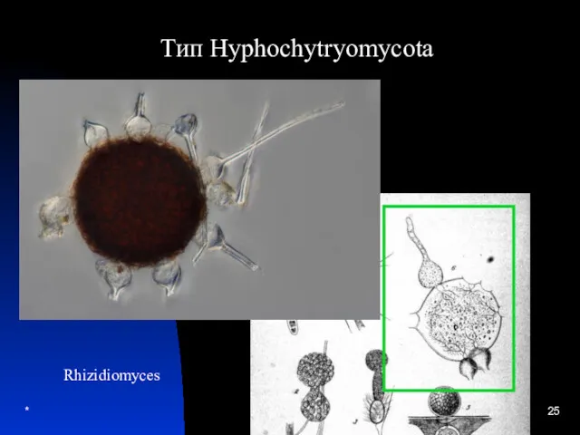 * Тип Hyphochytryomycota Rhizidiomyces