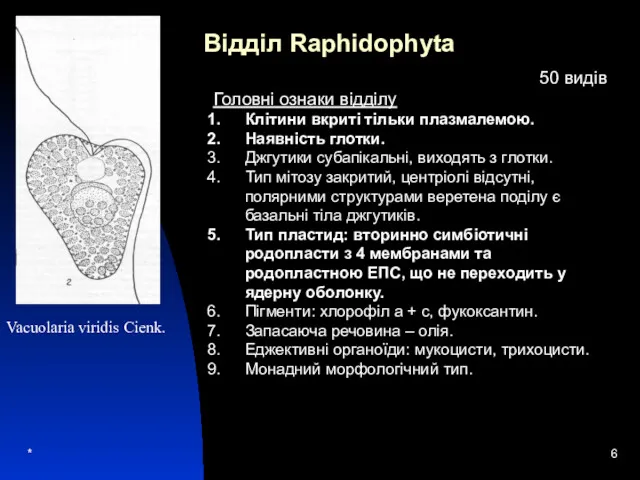 * Відділ Raphidophyta 50 видів Головні ознаки відділу Клітини вкриті