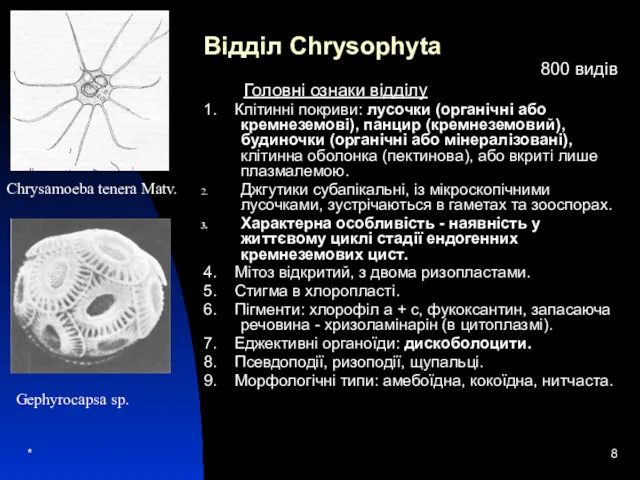 * Відділ Chrysophyta 800 видів Головні ознаки відділу 1. Клітинні