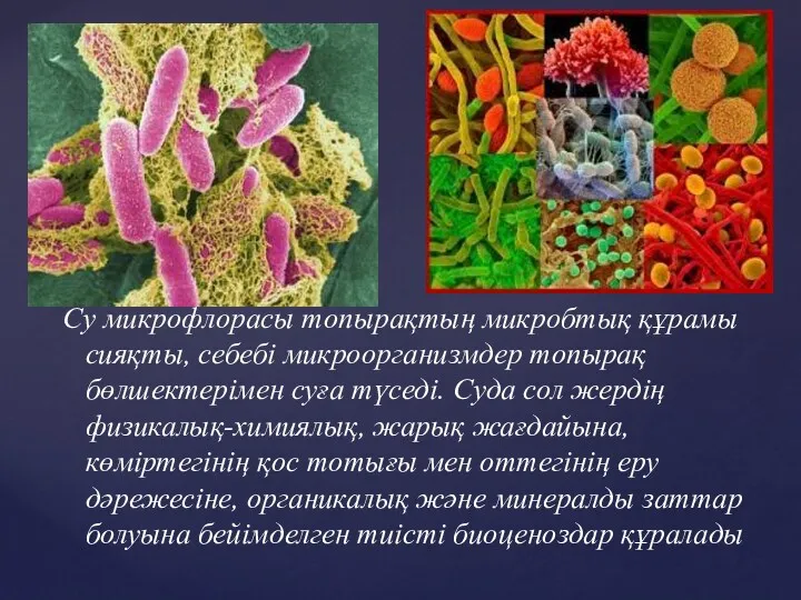 Су микрофлорасы топырақтың микробтық құрамы сияқты, себебі микроорганизмдер топырақ бөлшектерімен