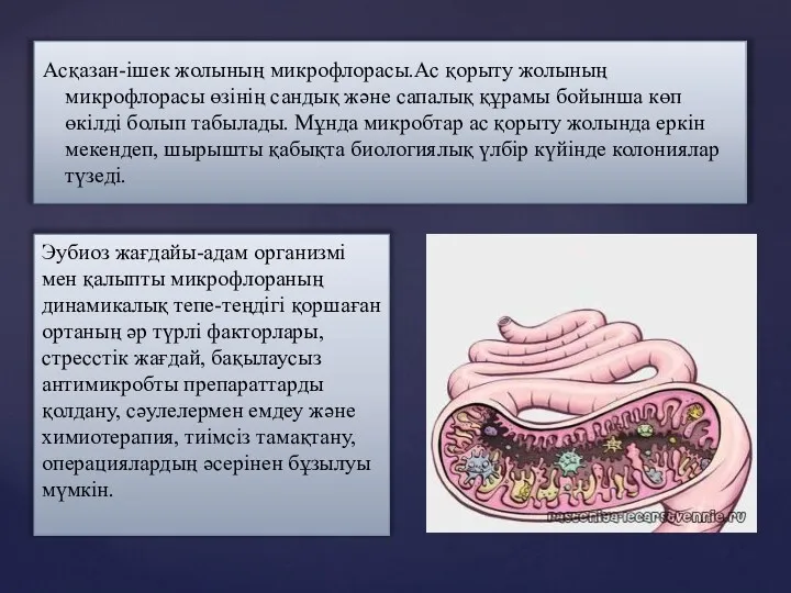 Асқазан-ішек жолының микрофлорасы.Ас қорыту жолының микрофлорасы өзінің сандық және сапалық