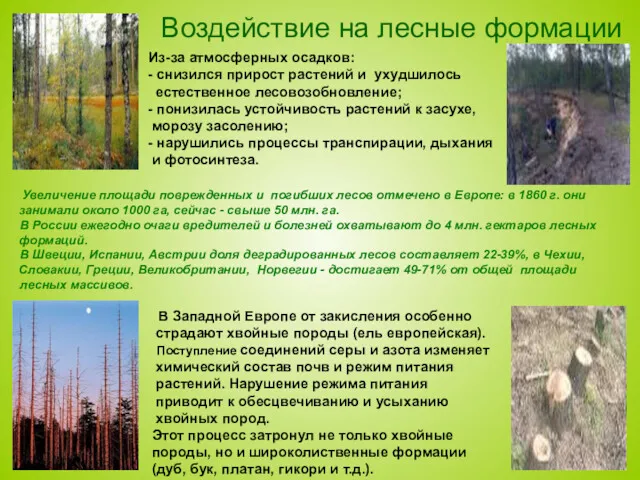 Воздействие на лесные формации Из-за атмосферных осадков: - снизился прирост
