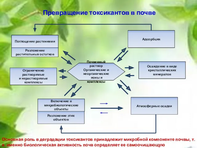 Превращение токсикантов в почве Почвенный раствор Органические и неорганические ионы и комплексы Адсорбция