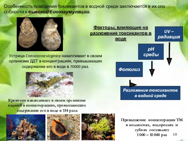 Устрица Crassostrea virginica накапливает в своем организме ДДТ в концентрациях, превышающих содержание его