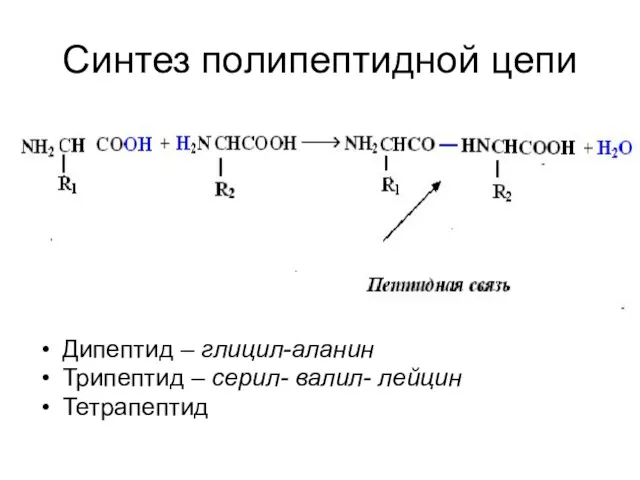 Синтез полипептидной цепи Дипептид – глицил-аланин Трипептид – серил- валил- лейцин Тетрапептид