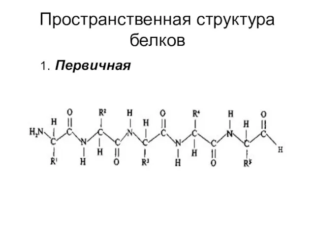 Пространственная структура белков 1. Первичная