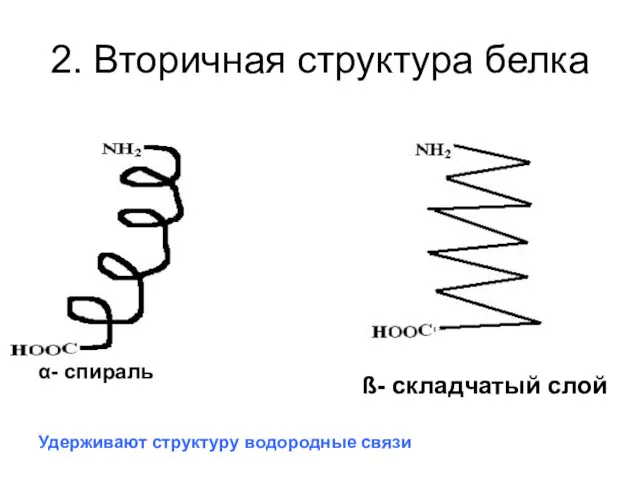 2. Вторичная структура белка α- спираль Удерживают структуру водородные связи ß- складчатый слой