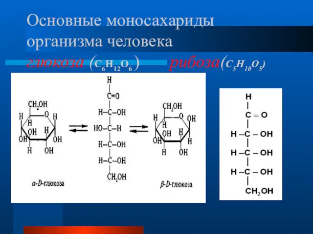 Основные моносахариды организма человека глюкоза (С6Н12О6 ) рибоза(С5Н10О5)