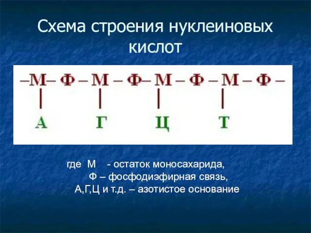 Схема строения нуклеиновых кислот где М - остаток моносахарида, Ф