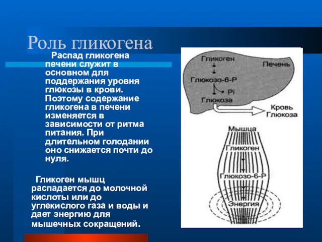 Роль гликогена Распад гликогена печени служит в основном для поддержания